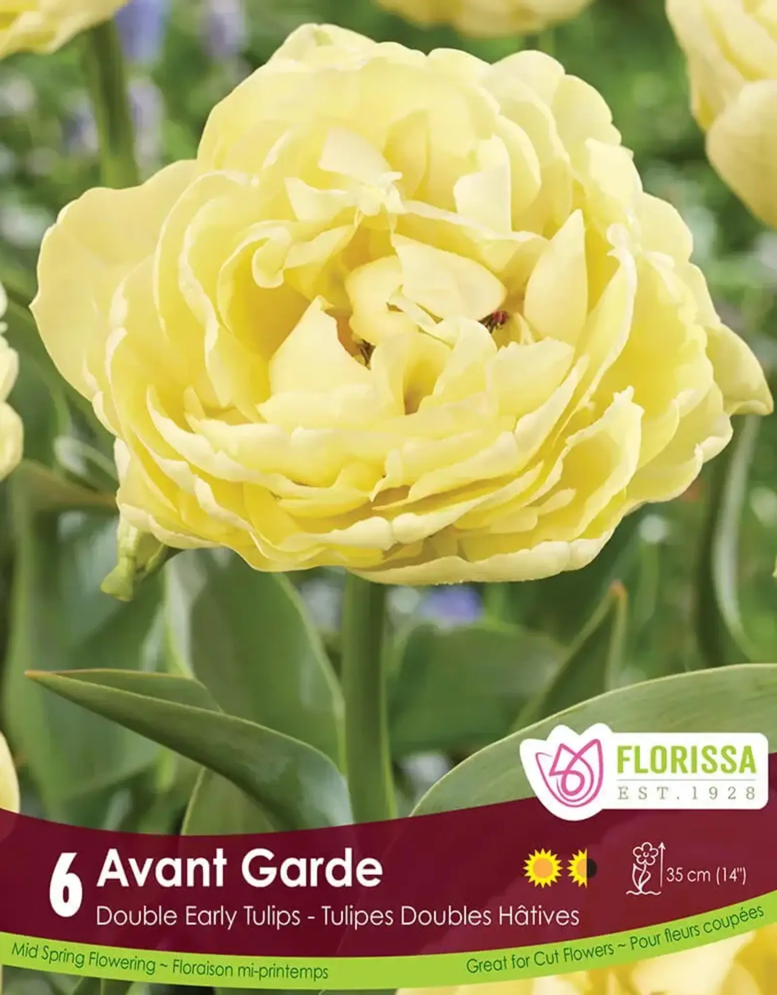 Tulip - Per Bulb - Avant Garde