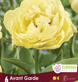 Tulip - Per Bulb - Avant Garde