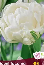 Tulip Double Peony - Per Bulb - Mount Tacoma