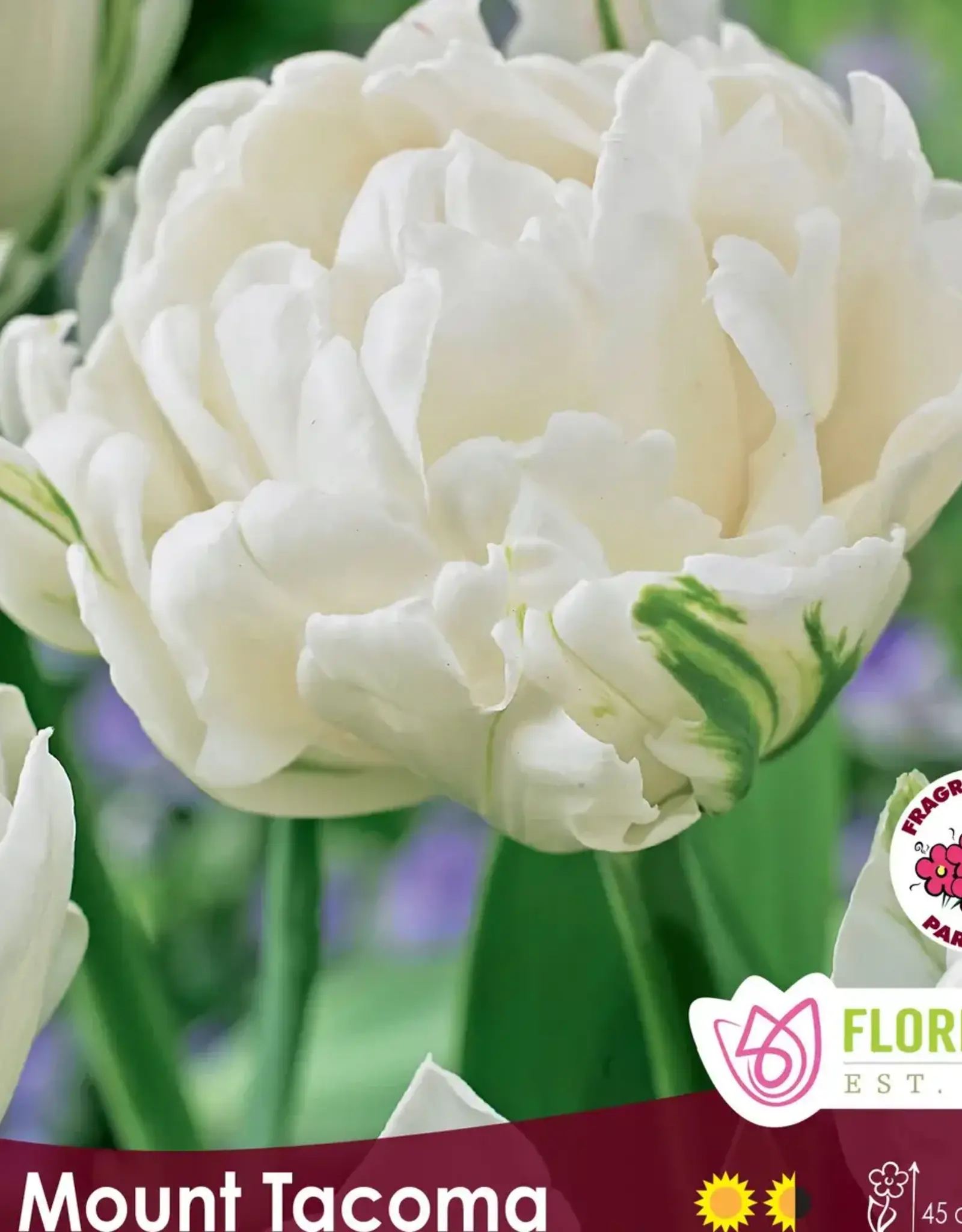 Tulip Double Peony - Per Bulb - Mount Tacoma