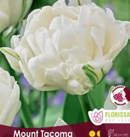 Tulip Double Peony - Per Bulb - Mount Tacoma