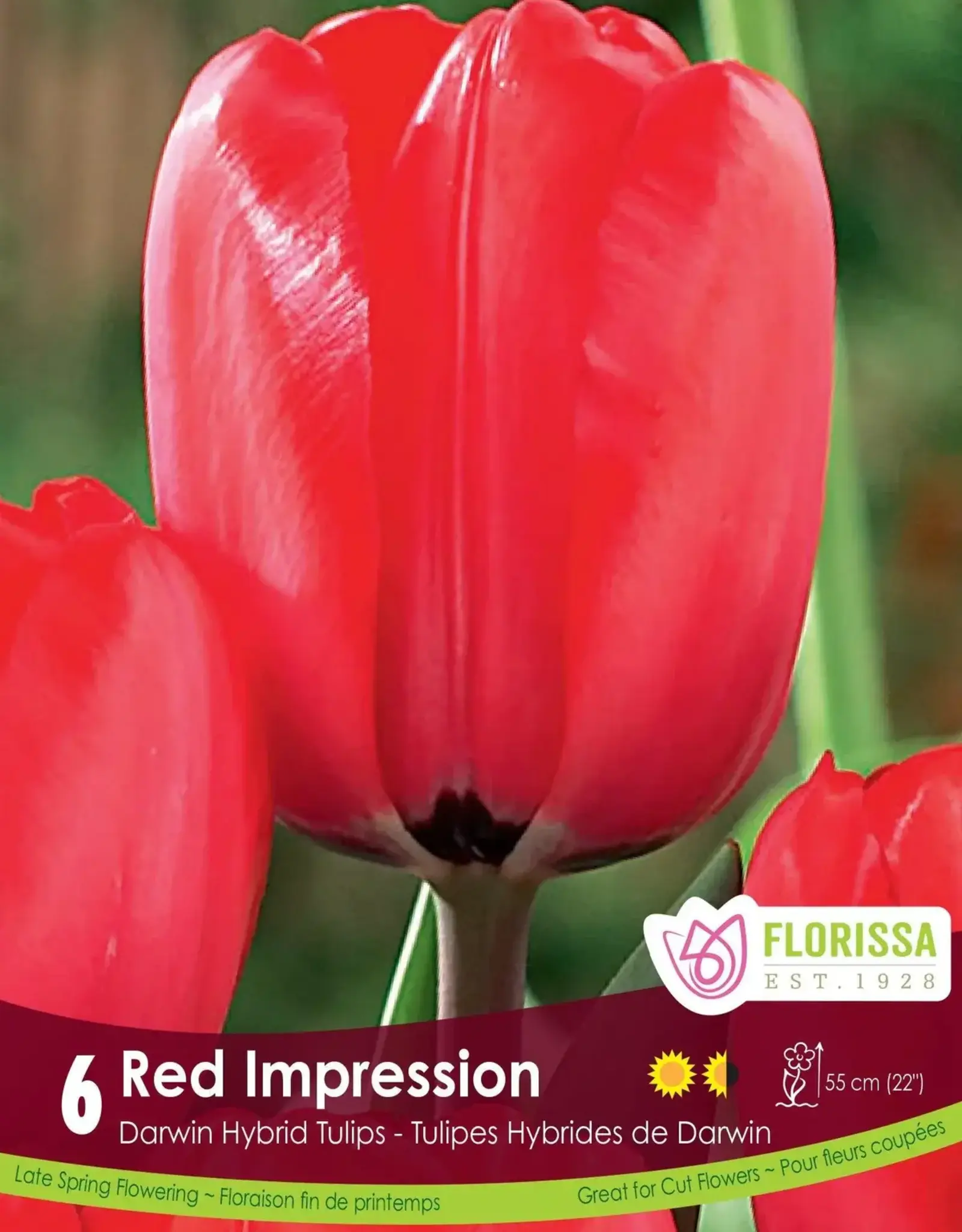 Tulip - Per Bulb - Red Impression