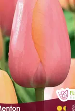 Tulip - Per Bulb - Menton
