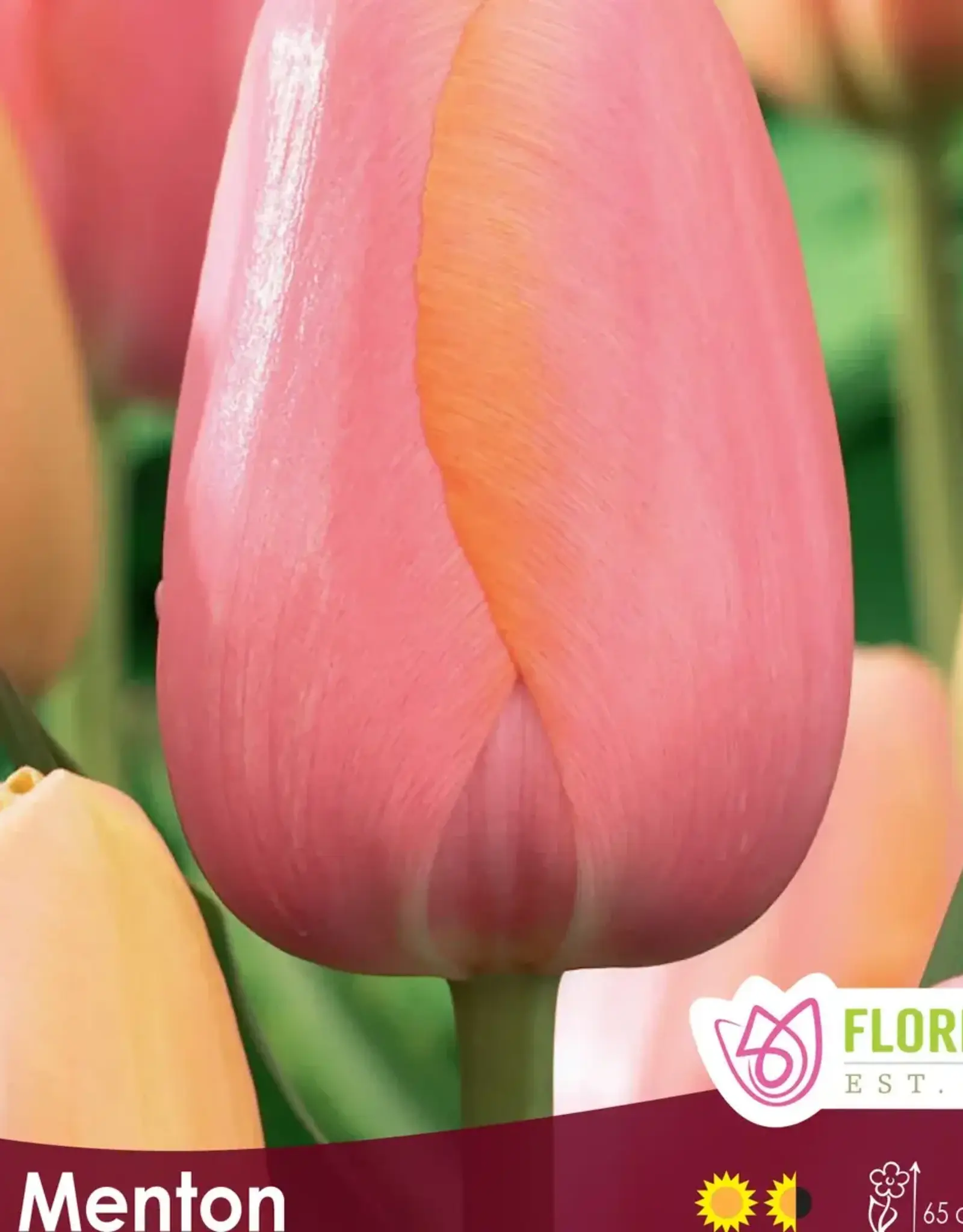 Tulip - Per Bulb - Menton
