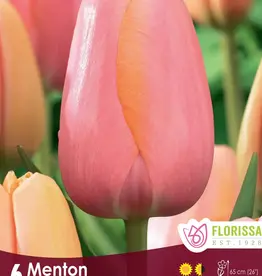 Tulip - Per Bulb - Menton
