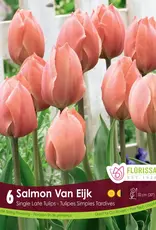 Tulip - Per Bulb - Salmon Van Eijk