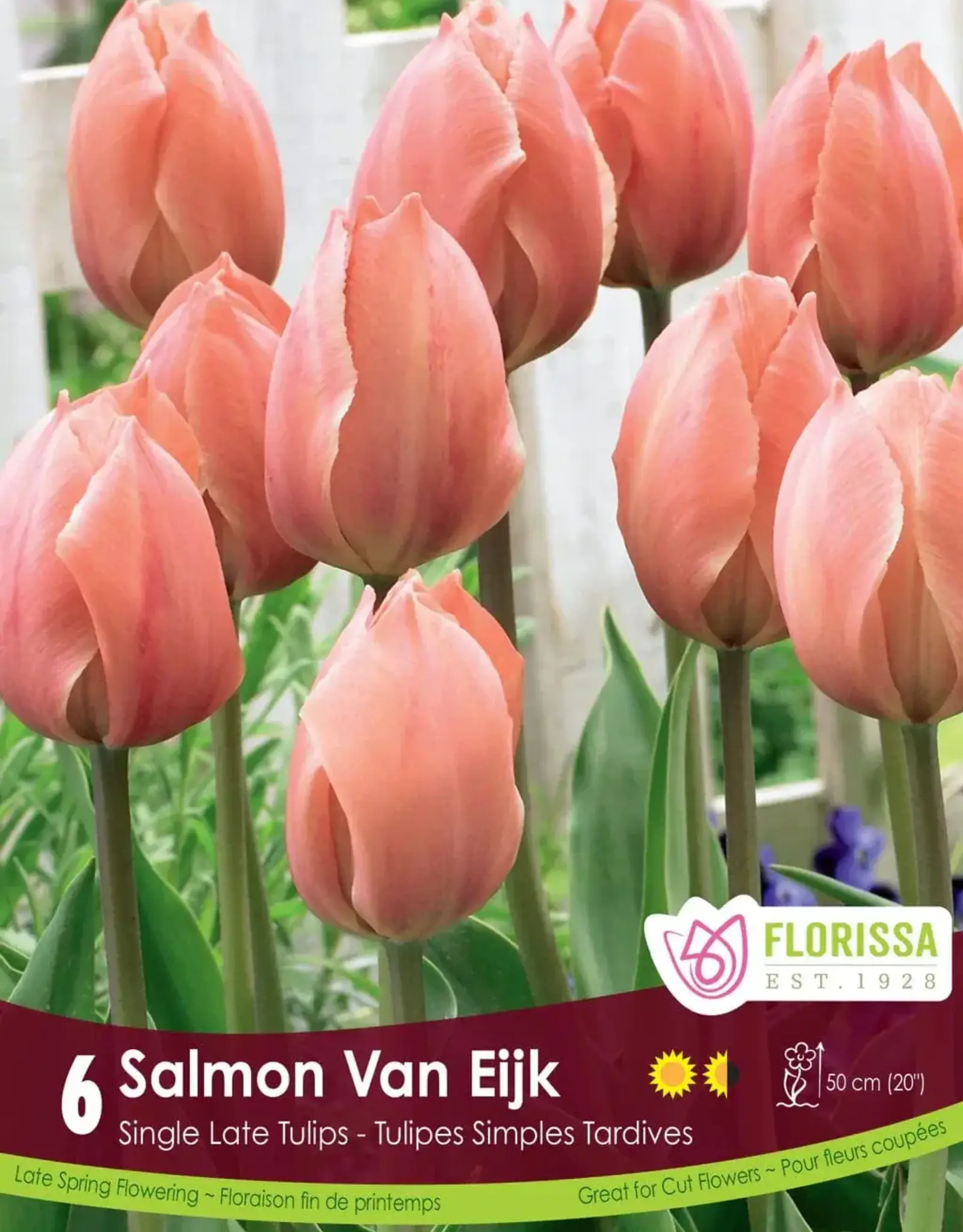 Tulip - Per Bulb - Salmon Van Eijk