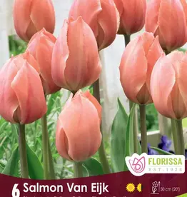 Tulip - Per Bulb - Salmon Van Eijk
