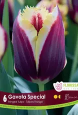 Tulip - Per Bulb - Gavota Special