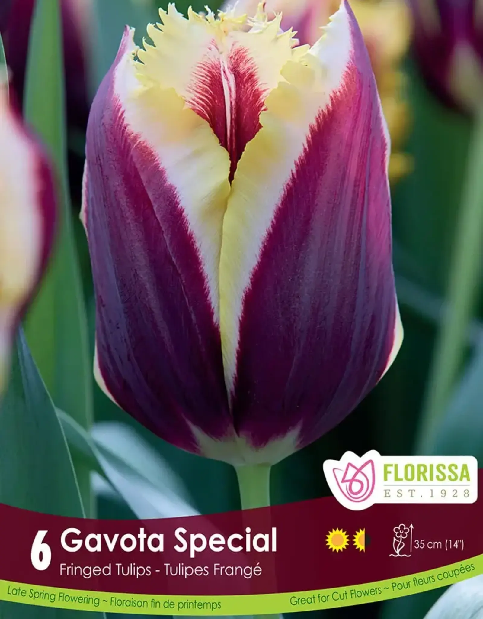 Tulip - Per Bulb - Gavota Special