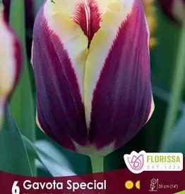 Tulip - Per Bulb - Gavota Special