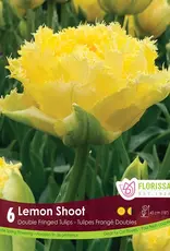 Tulip - Per Bulb - Lemon Shoot