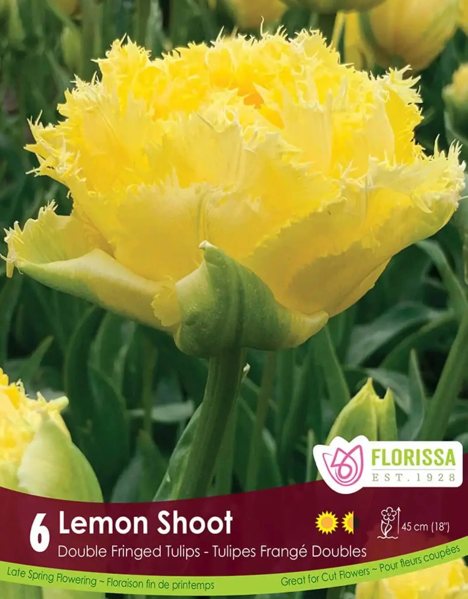 Tulip - Per Bulb - Lemon Shoot