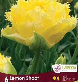 Tulip - Per Bulb - Lemon Shoot