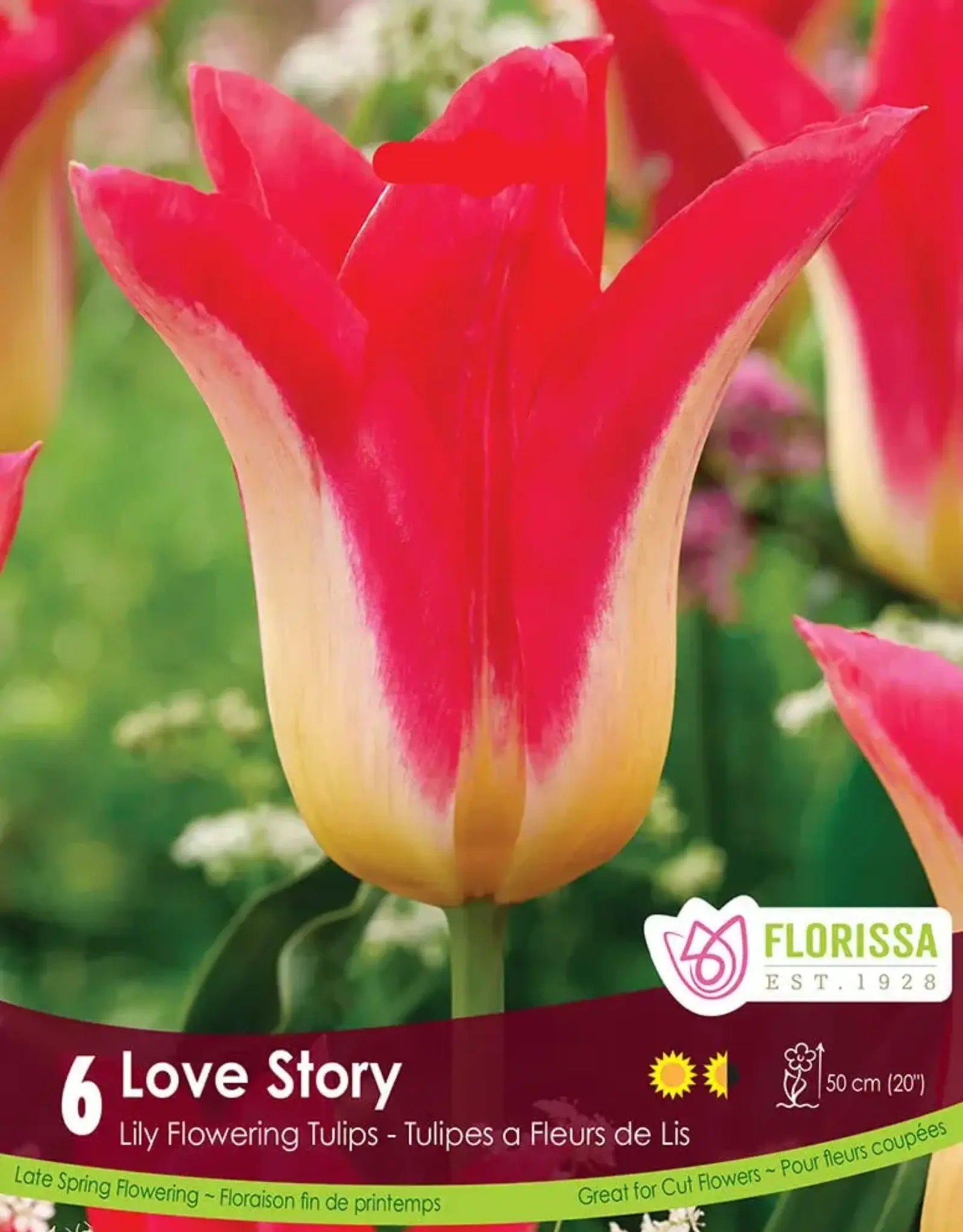 Tulip - Per Bulb - Love Story