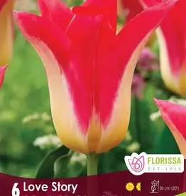 Tulip - Per Bulb - Love Story