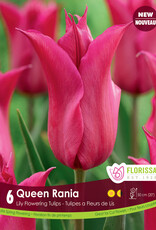 Tulip - Per Bulb - Queen Rania