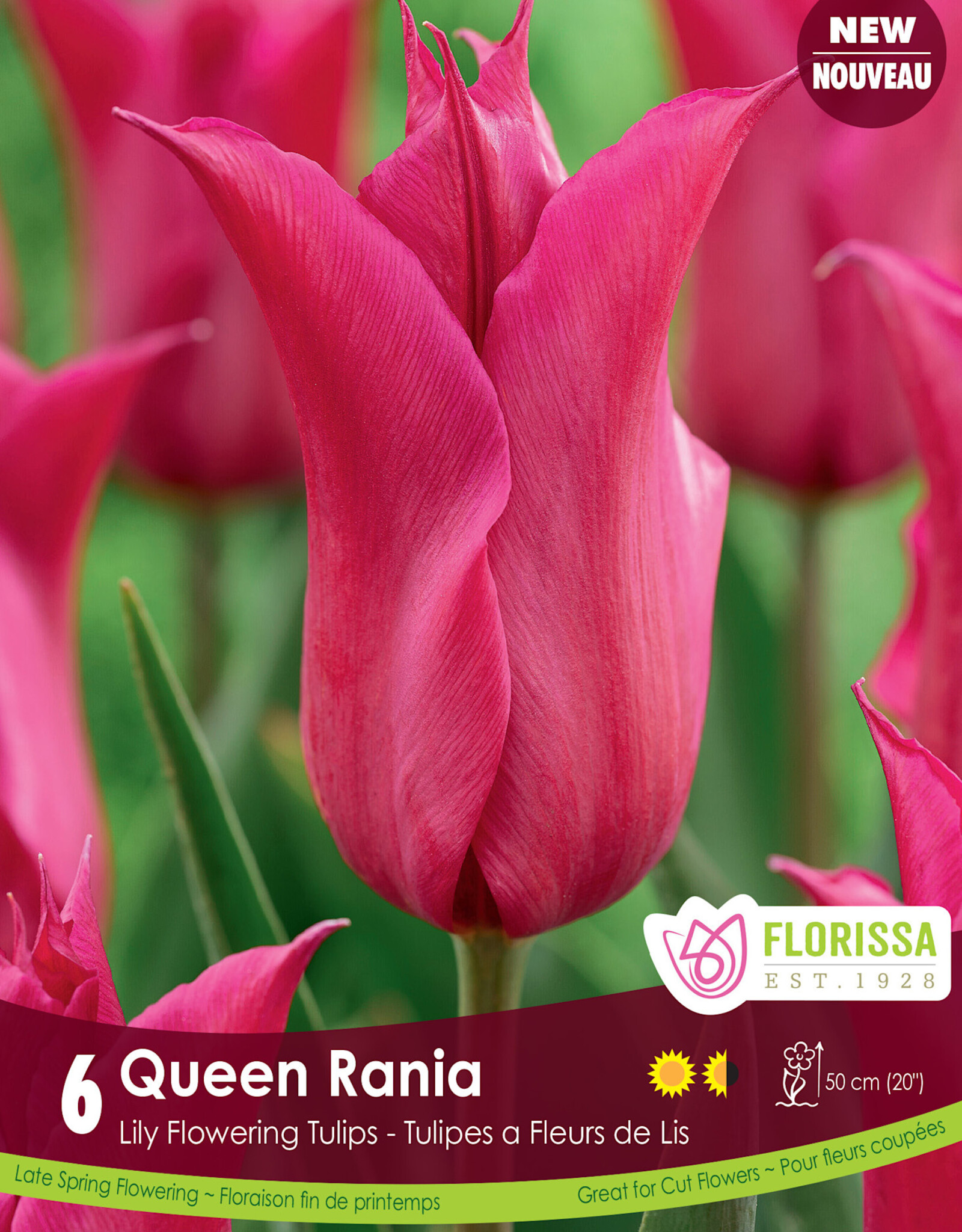 Tulip - Per Bulb - Queen Rania