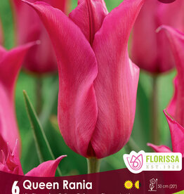 Tulip - Per Bulb - Queen Rania