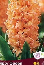 Hyacinth - Per Bulb - Gipsy Queen