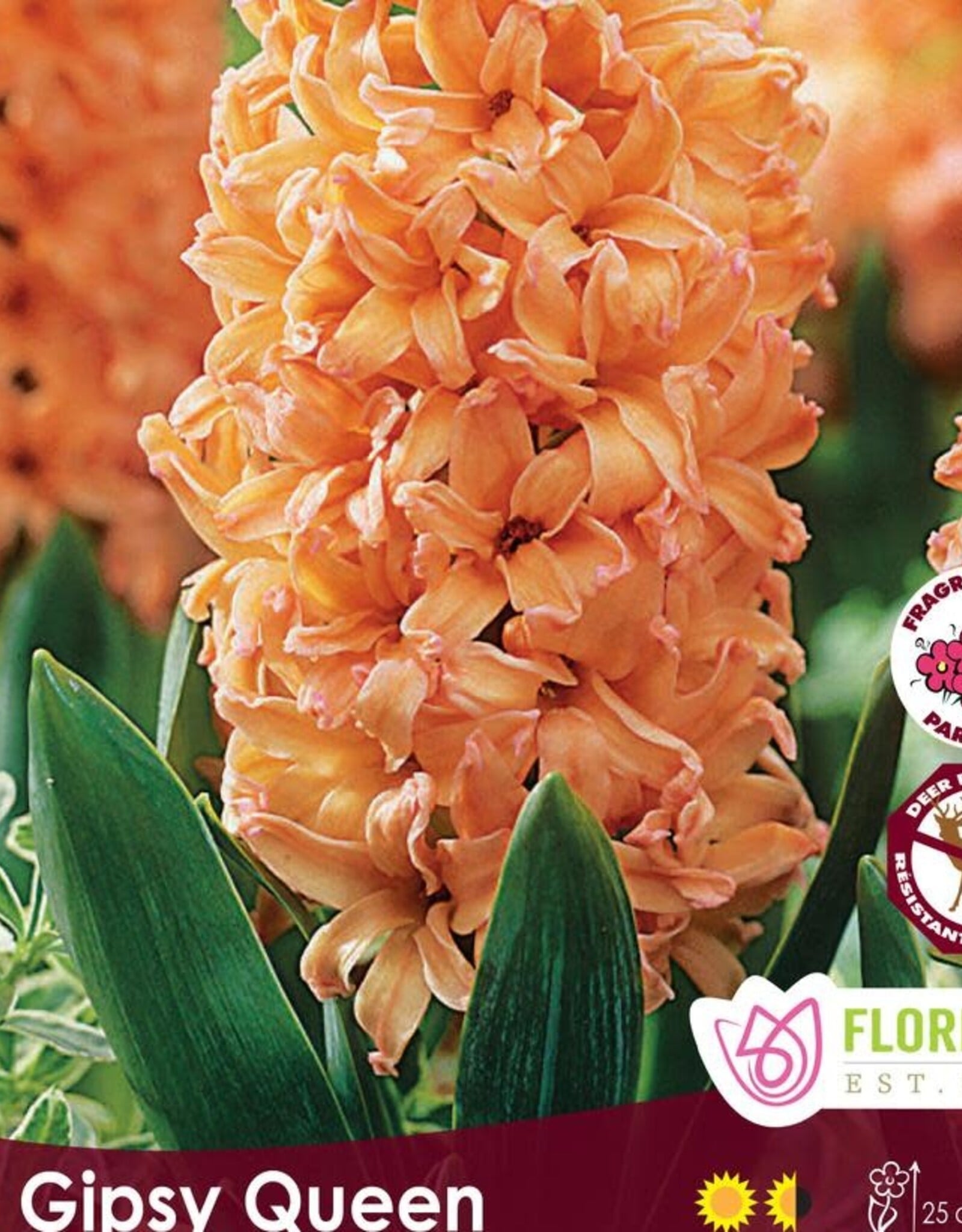 Hyacinth - Per Bulb - Gipsy Queen