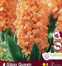 Hyacinth - Per Bulb - Gipsy Queen