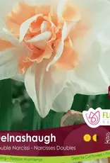 Narcissus (Daffodil) - Per Bulb - Delnashaugh