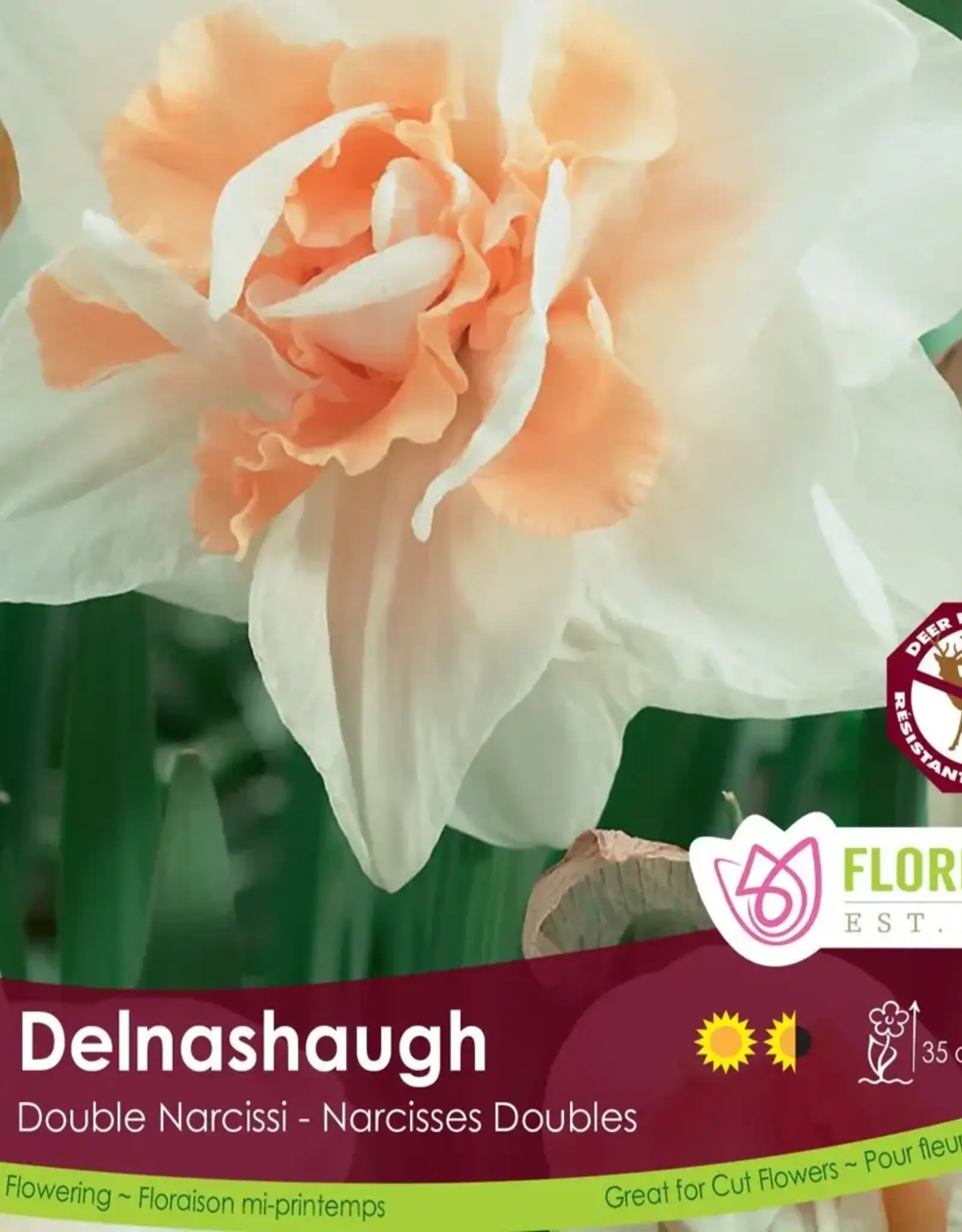 Narcissus (Daffodil) - Per Bulb - Delnashaugh