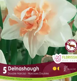 Narcissus (Daffodil) - Per Bulb - Delnashaugh