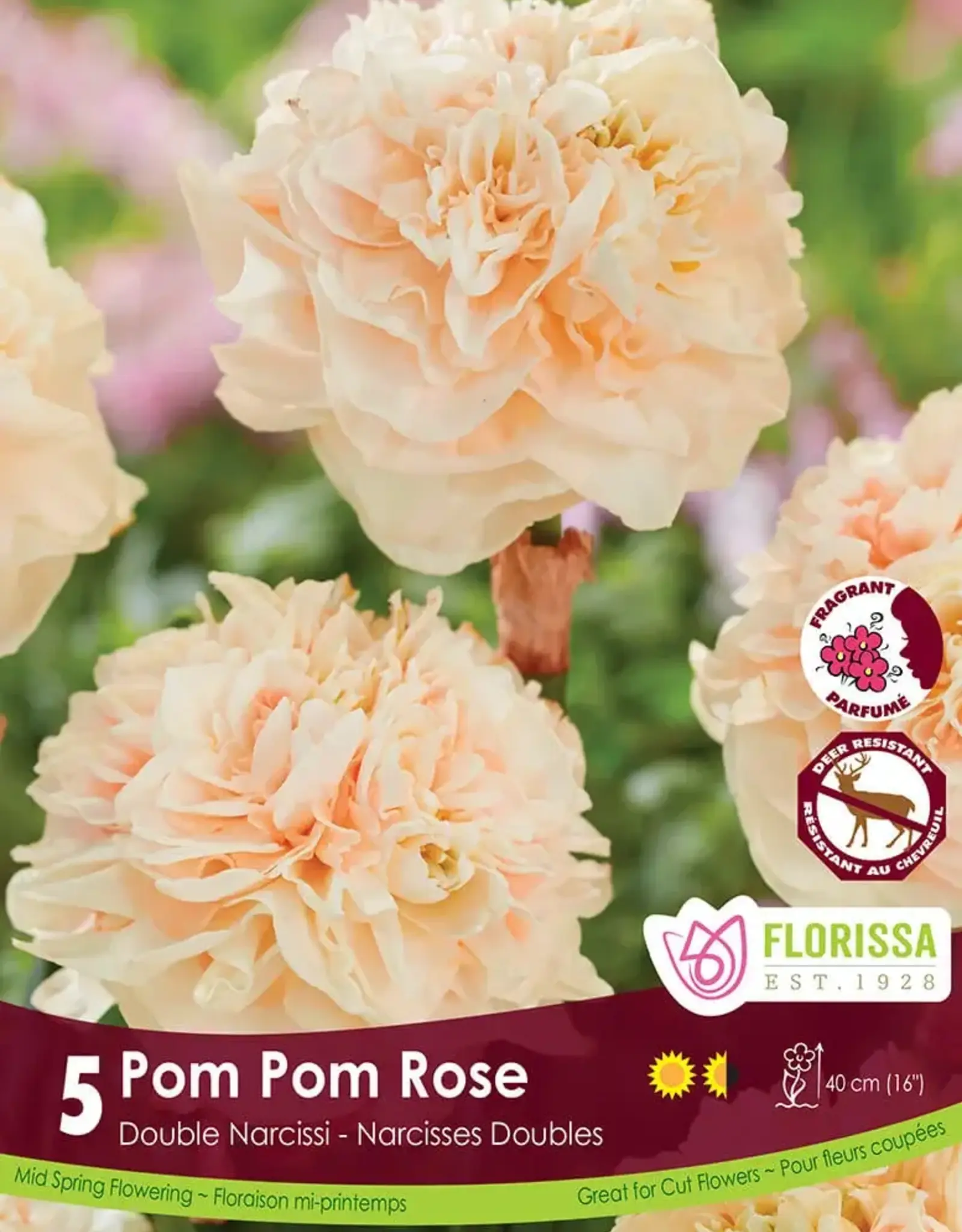 Narcissus (Daffodil) - Per Bulb - Pom Pom Rose