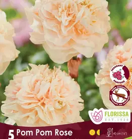 Narcissus (Daffodil) - Per Bulb - Pom Pom Rose