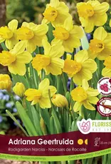 Narcissus (Daffodil) - Per Bulb - Adriana Geertruida