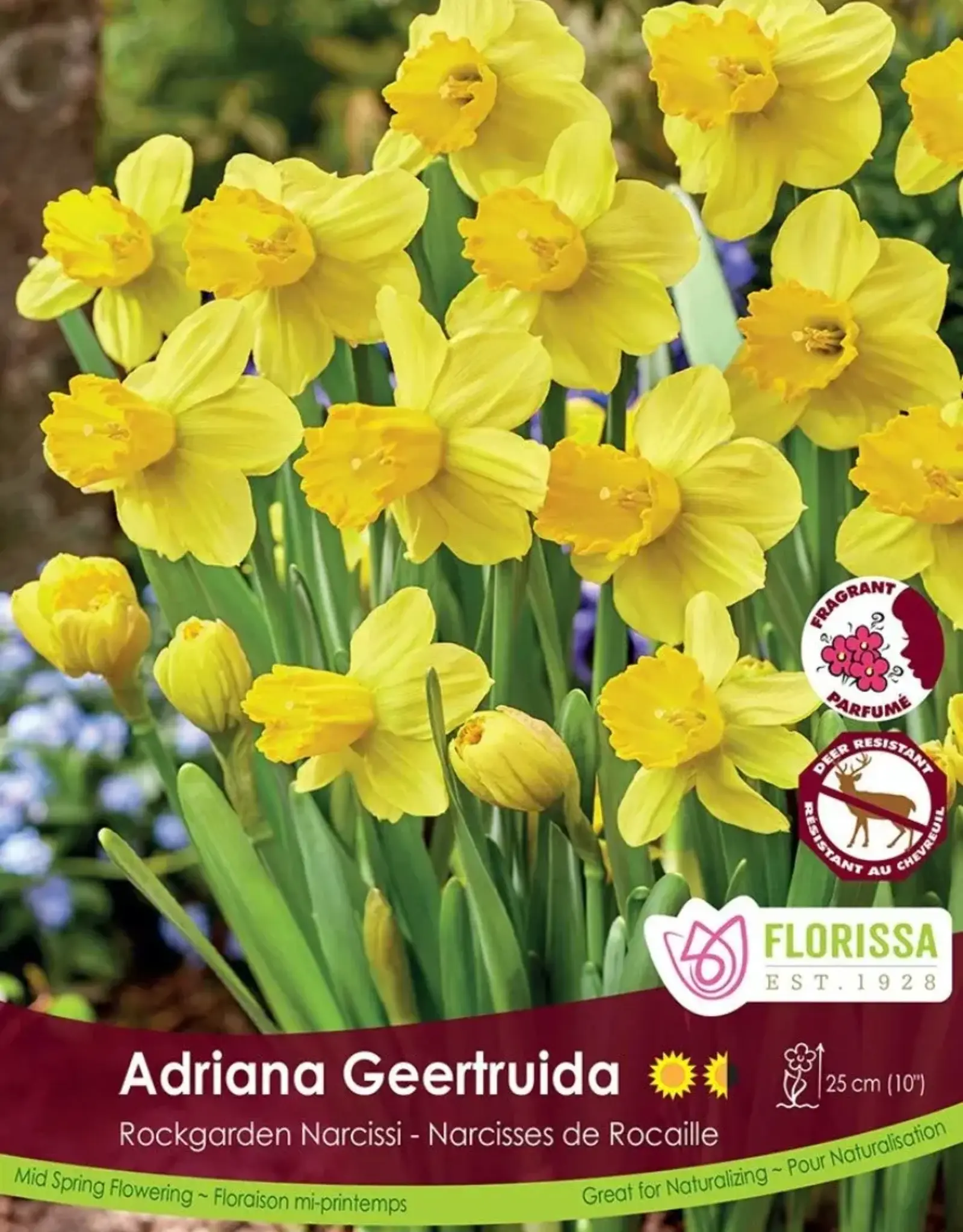 Narcissus (Daffodil) - Per Bulb - Adriana Geertruida