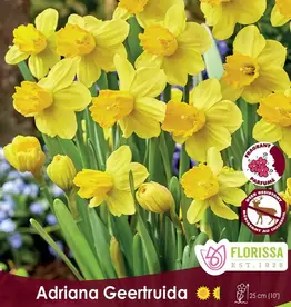 Narcissus (Daffodil) - Per Bulb - Adriana Geertruida