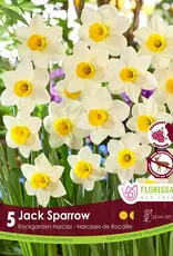 Narcissus (Daffodil) - Per Bulb - Jack Sparrow
