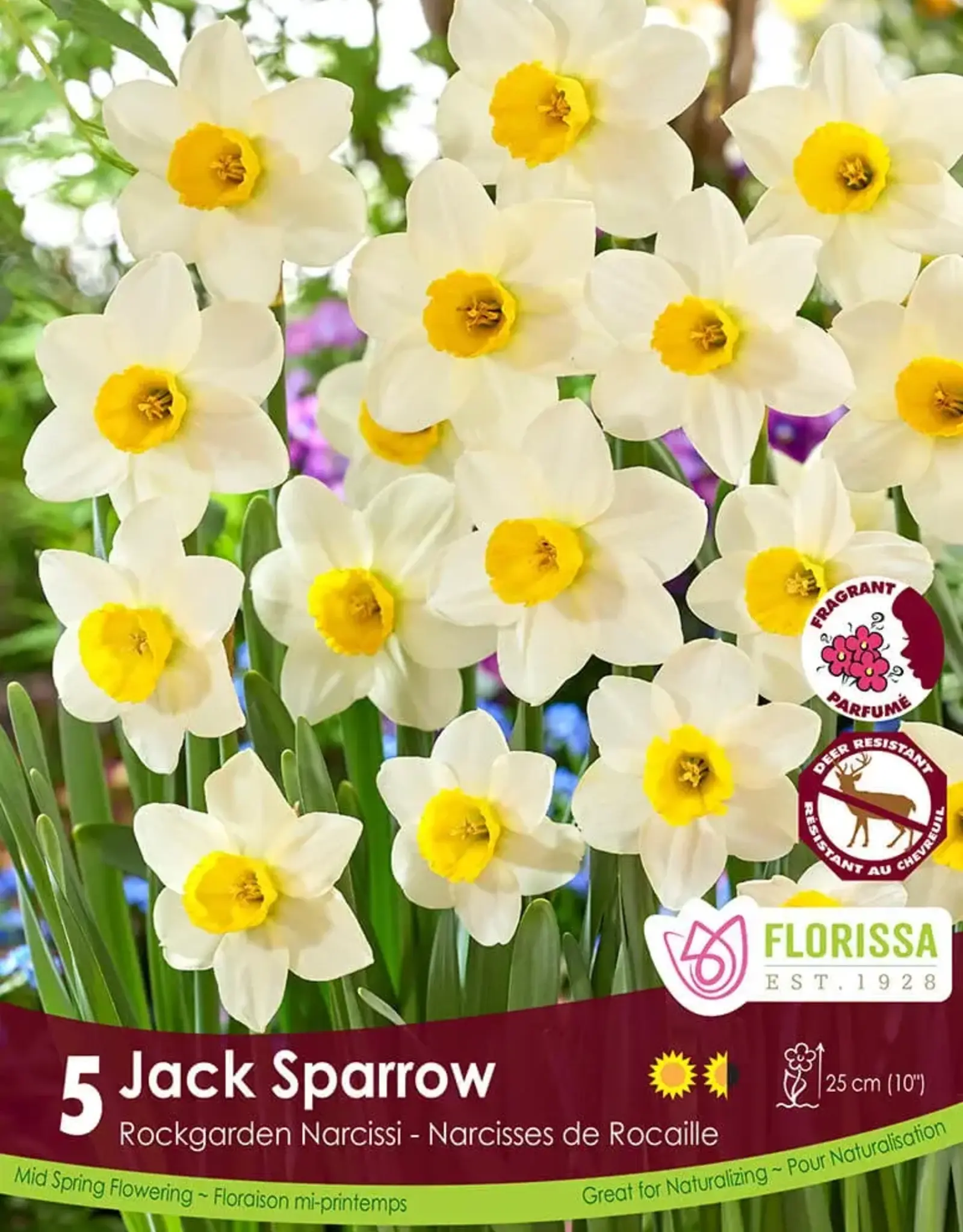 Narcissus (Daffodil) - Per Bulb - Jack Sparrow