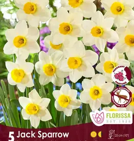 Narcissus (Daffodil) - Per Bulb - Jack Sparrow