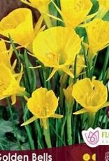 Narcissus (Daffodil) - Per Bulb - Golden Bells
