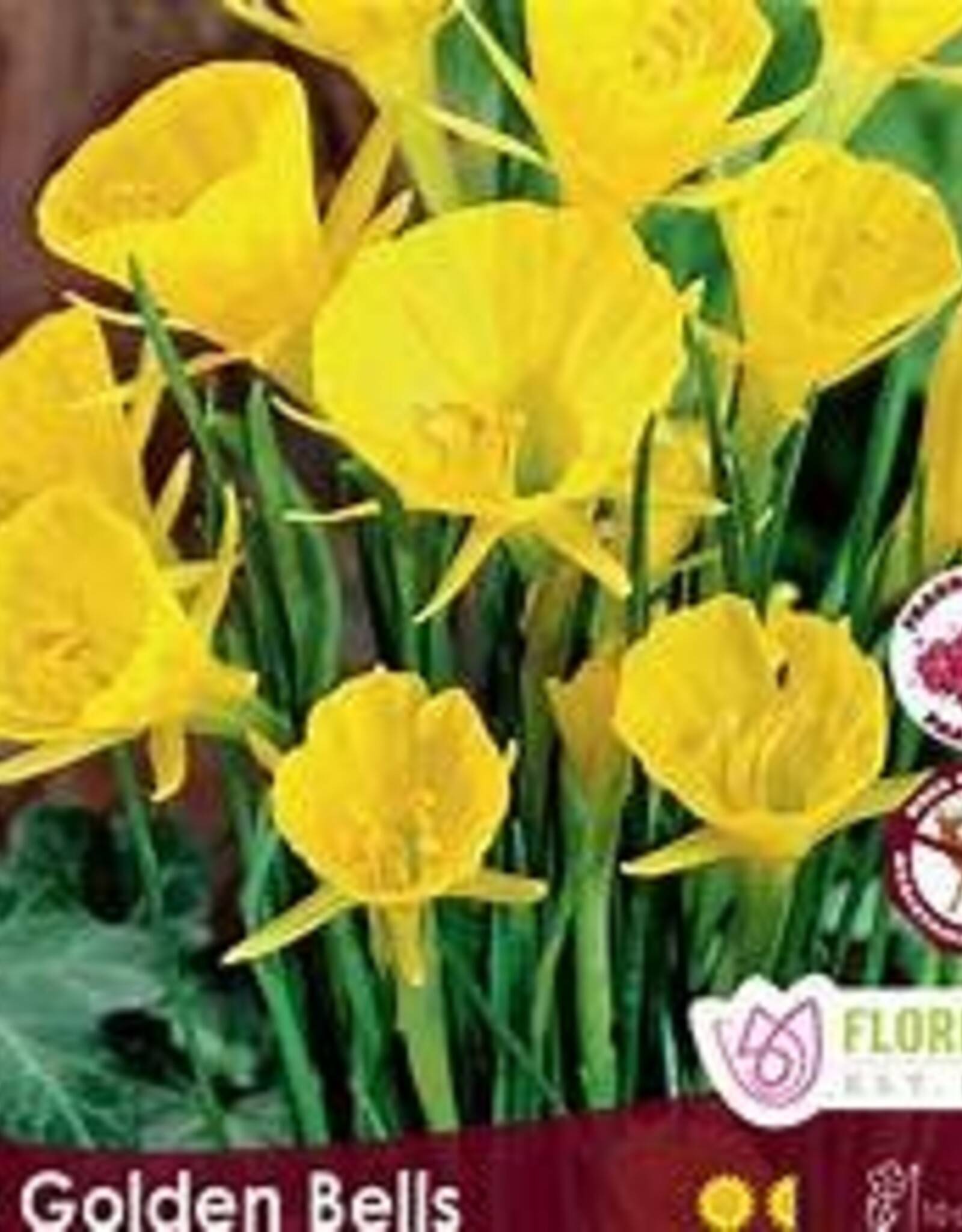 Narcissus (Daffodil) - Per Bulb - Golden Bells