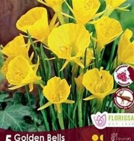 Narcissus (Daffodil) - Per Bulb - Golden Bells
