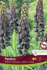 Fritillaria - Per Bulb - Persica