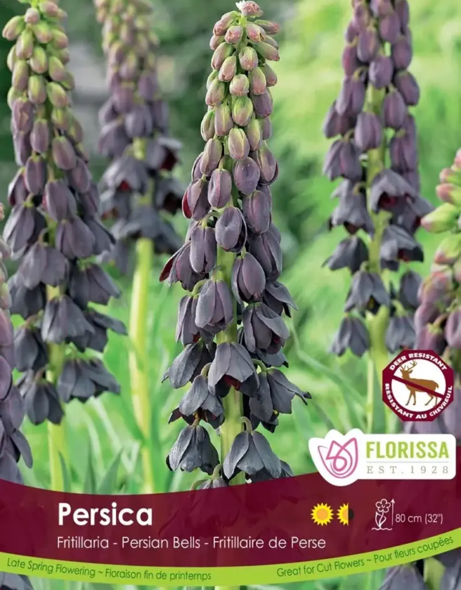 Fritillaria - Per Bulb - Persica
