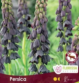 Fritillaria - Per Bulb - Persica