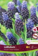 Muscari Grape Hyacinth - Per Bulb - Latifolium