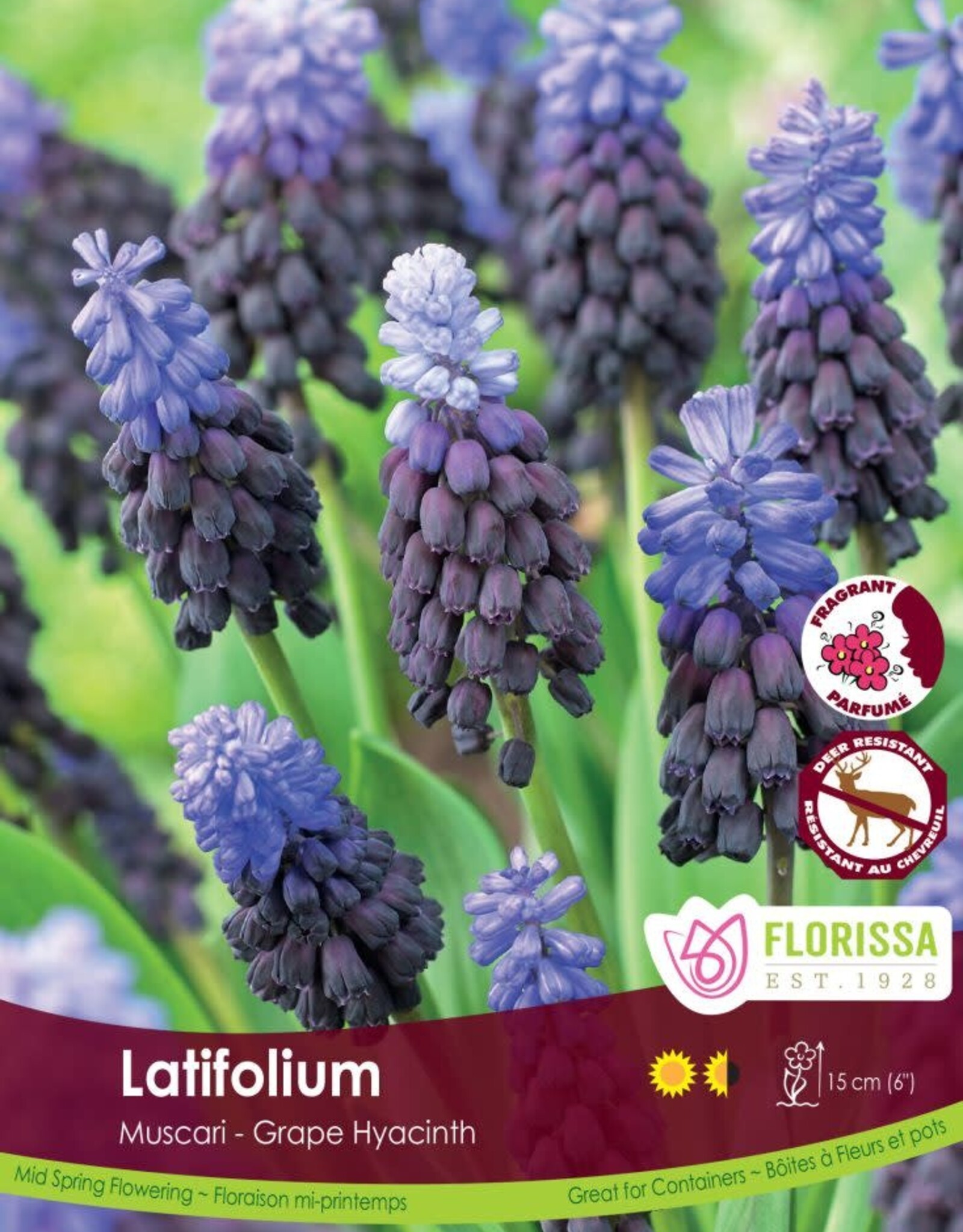 Muscari Grape Hyacinth - Per Bulb - Latifolium