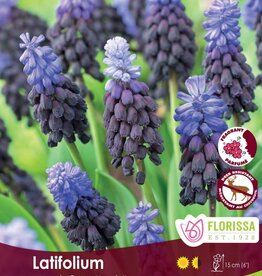 Muscari Grape Hyacinth - Per Bulb - Latifolium
