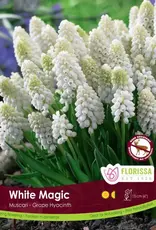 Muscari Grape Hyacinth - Per Bulb - White Magic