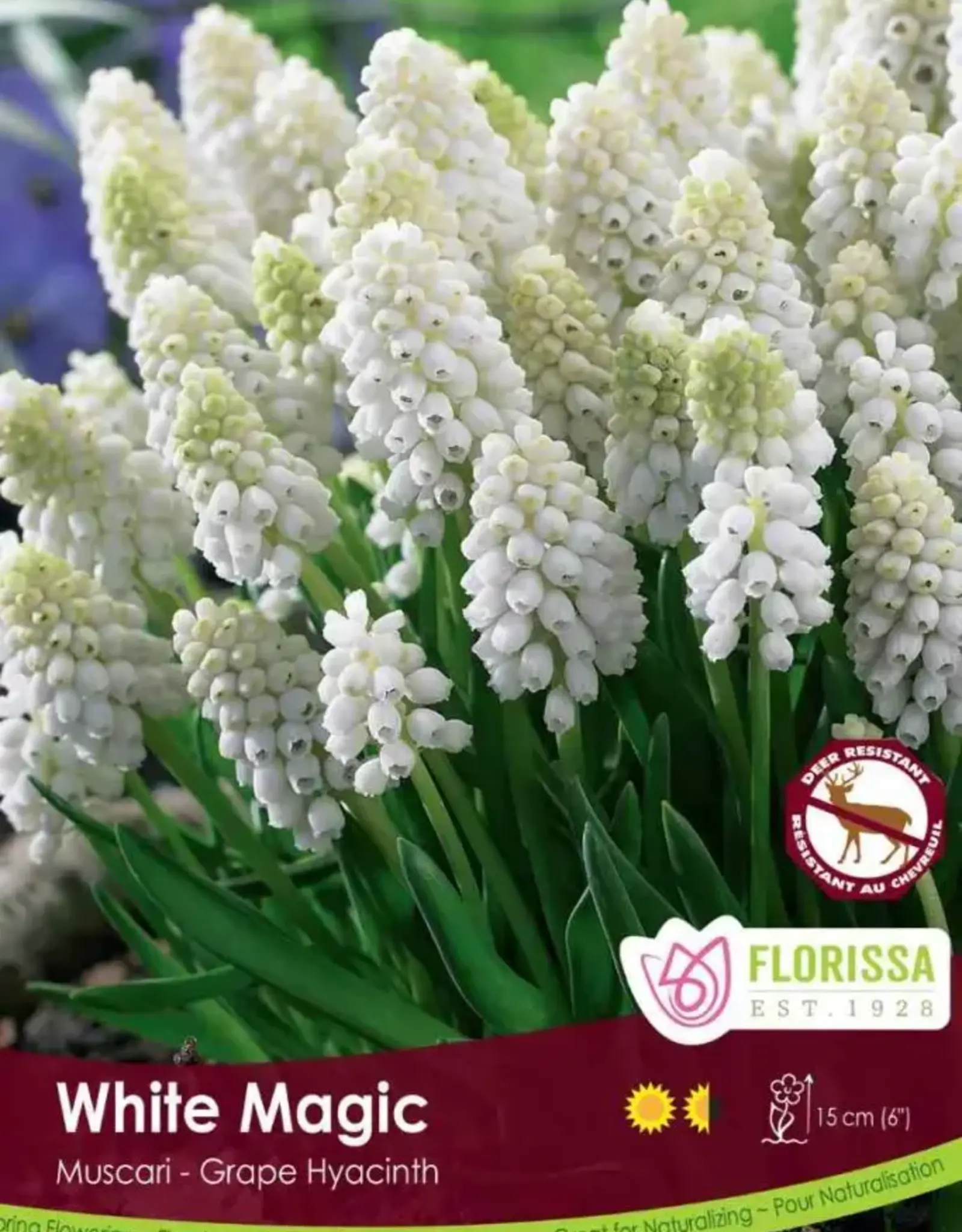 Muscari Grape Hyacinth - Per Bulb - White Magic