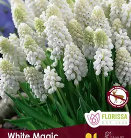 Muscari Grape Hyacinth - Per Bulb - White Magic