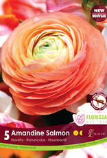 Ranunculus - Per Bulb - Amandine Salmon